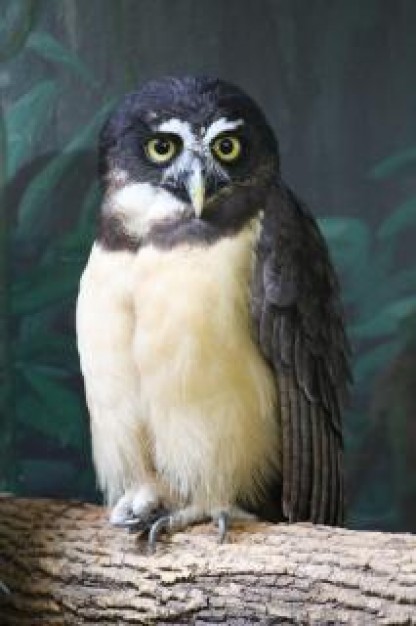 Biology owl Flora and Fauna predator about Bird Animalia